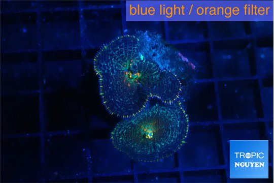 Rhodactis dark gold 2 polyps WYSIWYG acclimaté