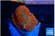Rhodactis red blue flash 1 polyp WYSIWYG acclimaté