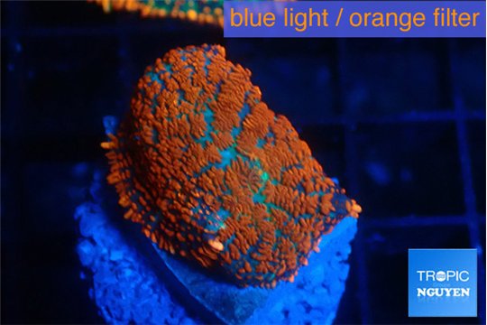 Rhodactis red blue flash 1 polyp WYSIWYG acclimaté