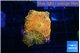 Rhodactis red blue superman 3 polyps WYSIWYG acclimaté
