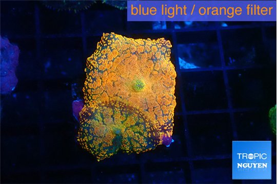 Rhodactis red blue superman 3 polyps WYSIWYG acclimaté