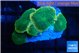 Discosoma green apple 5 polyps WYSIWYG acclimaté