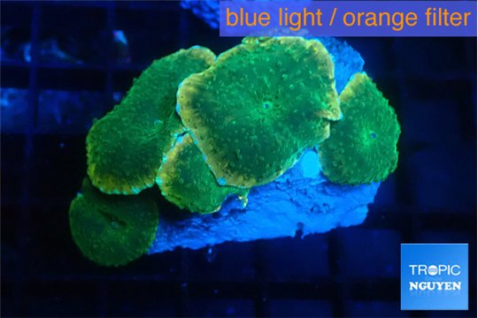 Discosoma green apple 5 polyps WYSIWYG acclimaté