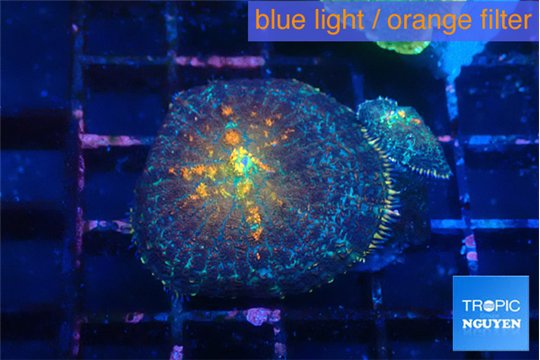 Rhodactis magma 2 polyps WYSIWYG acclimaté