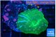 Discosoma watermelon 1 polyp WYSIWYG acclimaté