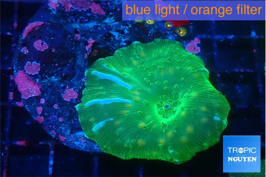 Discosoma watermelon 1 polyp WYSIWYG acclimaté
