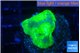 Discosoma watermelon 1 polyp WYSIWYG acclimaté