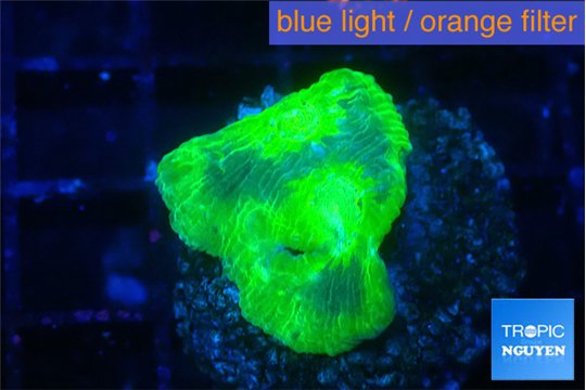 Discosoma watermelon 1 polyp WYSIWYG acclimaté