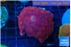 Discosoma red 1 polyp WYSIWYG acclimaté