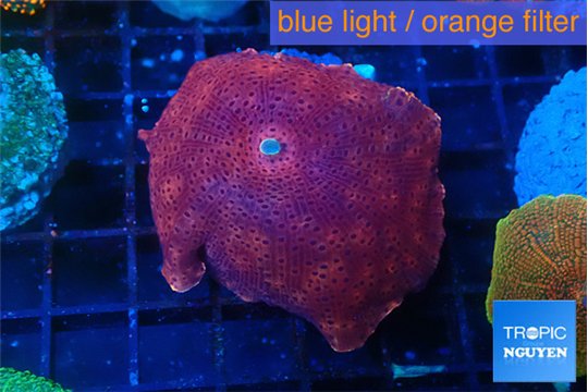 Discosoma red 1 polyp WYSIWYG acclimaté