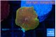 Discosoma fire flash 1 polyp WYSIWYG acclimaté
