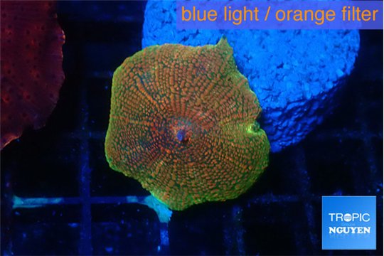 Discosoma fire flash 1 polyp WYSIWYG acclimaté