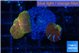 Discosoma fire flash & red blue line 2 polyps WYSIWYG acclimaté