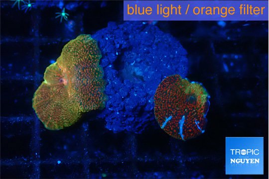 Discosoma fire flash & red blue line 2 polyps WYSIWYG acclimaté