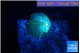 Rhodactis green gold 1 polyp WYSIWYG acclimaté