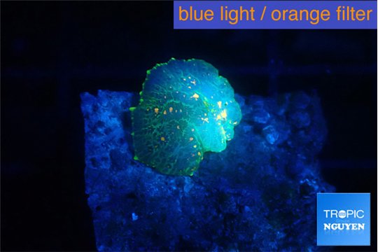Rhodactis green gold 1 polyp WYSIWYG acclimaté