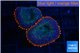 Rhodactis flash burn 2 polyps WYSIWYG acclimaté