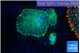 Rhodactis green gold small polyps 3 polyps WYSIWYG acclimaté