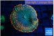Rhodactis alpha 4-6 cm WYSIWYG acclimaté