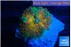 Ricordea yuma Goliath rainbow 1 polyp WYSIWYG acclimaté
