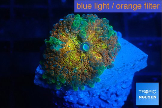 Ricordea yuma Goliath rainbow 1 polyp WYSIWYG acclimaté