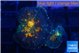 Rhodactis magma 2 polyps WYSIWYG acclimaté