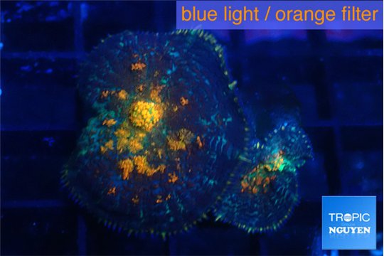 Rhodactis magma 2 polyps WYSIWYG acclimaté