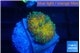Ricordea yuma Goliath rainbow 1 polyp WYSIWYG acclimaté