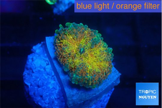 Ricordea yuma Goliath rainbow 1 polyp WYSIWYG acclimaté