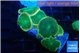 Discosoma green apple 6-7 polyps WYSIWYG acclimaté