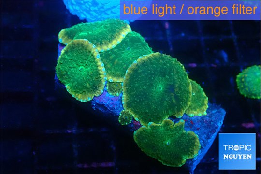 Discosoma green apple 6-7 polyps WYSIWYG acclimaté
