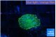 Rhodactis green gold 1 polyp WYSIWYG acclimaté