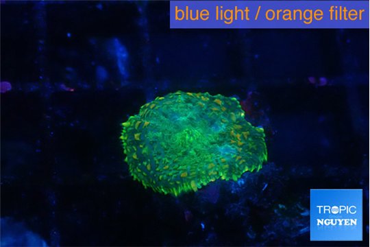 Rhodactis green gold 1 polyp WYSIWYG acclimaté
