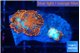 Rhodactis magma 2 polyps WYSIWYG acclimaté