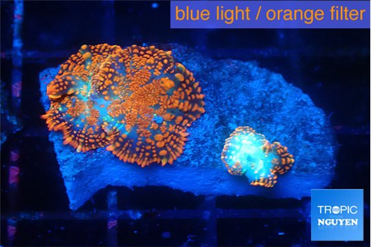 Rhodactis magma 2 polyps WYSIWYG acclimaté