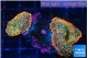 Rhodactis red blue superman 2 polyps WYSIWYG acclimaté