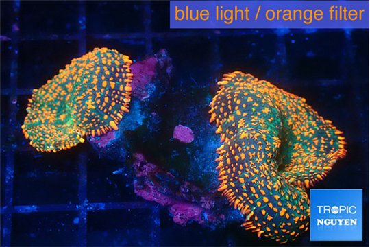 Rhodactis red blue superman 2 polyps WYSIWYG acclimaté