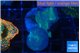Discosoma deep blue avatar 2 polyps WYSIWYG acclimaté
