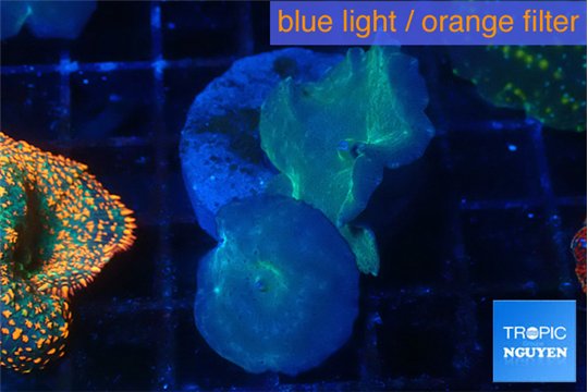 Discosoma deep blue avatar 2 polyps WYSIWYG acclimaté