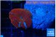 Discosoma red blue flame 1 polyp WYSIWYG acclimaté