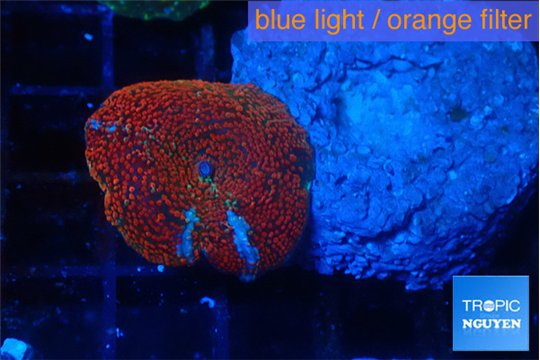 Discosoma red blue flame 1 polyp WYSIWYG acclimaté