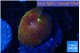 Discosoma fire flash 1 polyp WYSIWYG acclimaté
