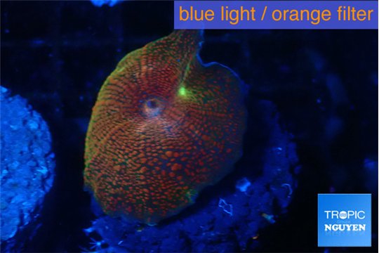 Discosoma fire flash 1 polyp WYSIWYG acclimaté