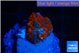 Rhodactis magma small polyp 1 polyp WYSIWYG acclimaté