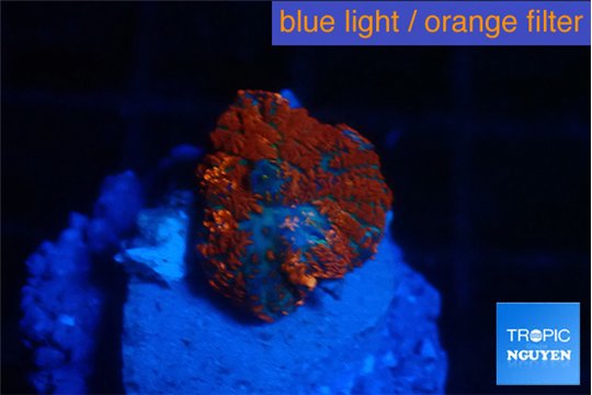 Rhodactis magma small polyp 1 polyp WYSIWYG acclimaté