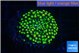 Ricordea floridae green golden 1 polyp WYSIWYG acclimaté