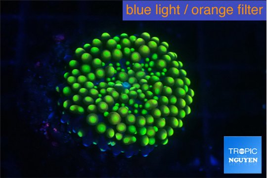 Ricordea floridae green golden 1 polyp WYSIWYG acclimaté