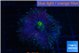 Ricordea yuma purple gold 1 polyp WYSIWYG acclimaté