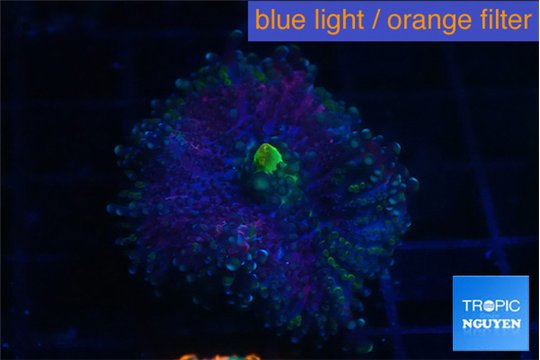 Ricordea yuma purple gold 1 polyp WYSIWYG acclimaté
