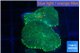 Rhodactis green gold 2 polyps WYSIWYG acclimaté